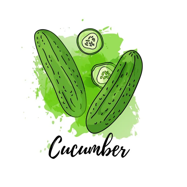 Illustratie van groene komkommer. Vector aquarel splash achtergrond. Graphics voor cocktails, vers sap ontwerp. Natuurlijke biologische groente etiket — Stockvector