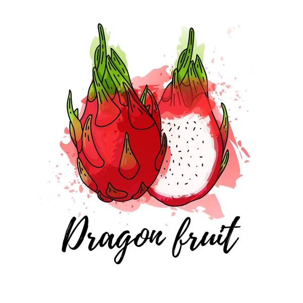 Illustration der tropischen Drachenfrucht. Vektor Aquarell Hintergrund. Grafiken für Cocktails, Frischsaftdesign. Natürliche Bio-Lebensmittel. — Stockvektor