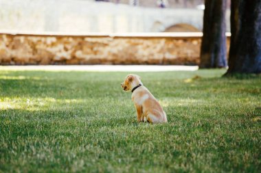 Siyah yaka bir parkta yeşil çimenlerin üzerinde beyaz, soluk labrador retriever köpek yavrusu.