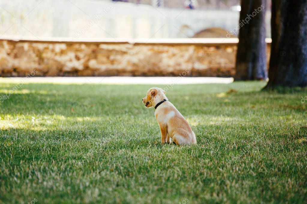 Puppy of a white, pale labrador retriever on green grass in a park in a black collar.