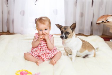 Komik küçük beyaz kız çocuk evde ışık halı katta sivilceli renk ve kısa saç ve komik büyük kulakları ile melez köpek en iyi arkadaşı oturur. Bebek kurabiye yemek ve bir evcil hayvan besleme.