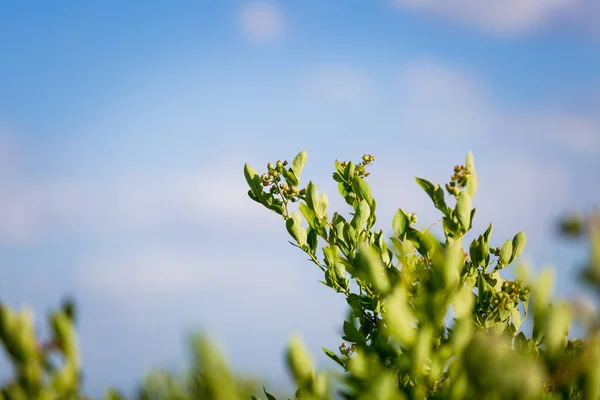 A mező az áfonya, bokrok jövőbeli bogyók ellen a kék ég. Farm bogyókkal — Stock Fotó