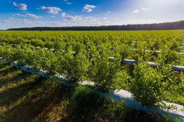 Поле чорниці, кущі з майбутніми ягодами на тлі блакитного неба. Ферма з ягодами — стокове фото
