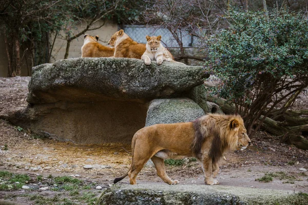Sekelompok Tiga Afrika Betina Beristirahat Batu Male Lion Walks Lush — Foto Stok Gratis