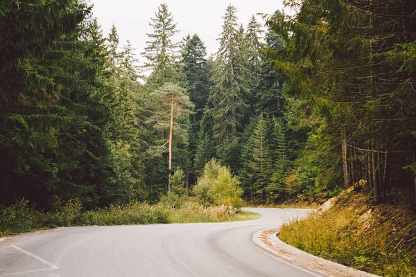 Asphaltstraße Den Bergen Inmitten Der Kiefernwälder Bulgarien — Stockfoto