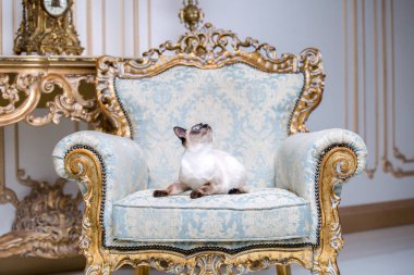 Güzel nadir doğurmak-in kedi Mekongsky Bobtail kadın evde beslenen hayvan kedi kuyruk olmadan retro vintage şık Kraliyet koltuk üzerinde Avrupa mimarisinin iç 18. yy Versailles Sarayı oturur. Barok Mobilya.