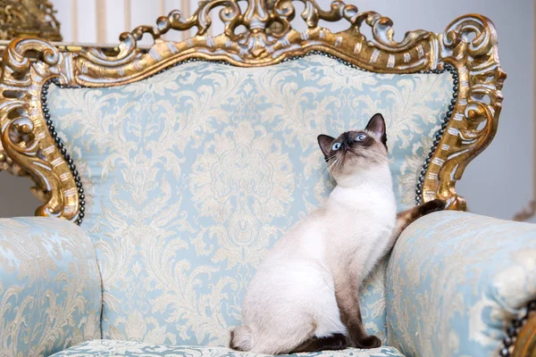 Beautiful rare breed of cat Mekongsky Bobtail female pet cat without tail sits interior of European architecture on retro vintage chic royal armchair 18th century Versailles palace. Baroque furniture.