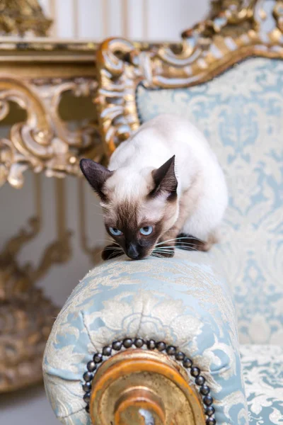 Όμορφη Σπάνια Breed Του Γάτα Θηλυκή Γάτα Κατοικίδιων Ζώων Mekongsky — Φωτογραφία Αρχείου