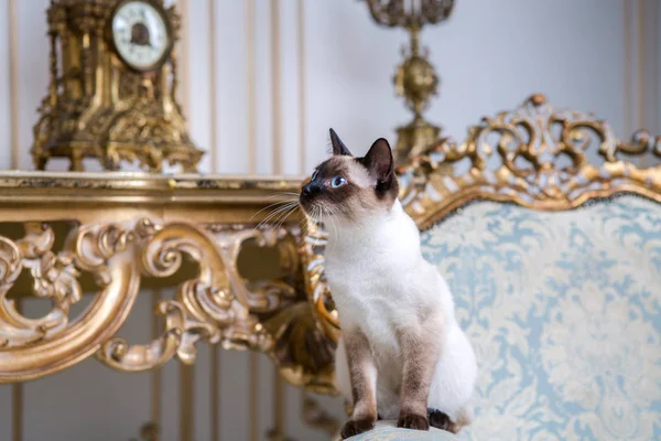 Bella Razza Rara Gatto Mekongsky Bobtail Gatto Domestico Femminile Senza — Foto Stock