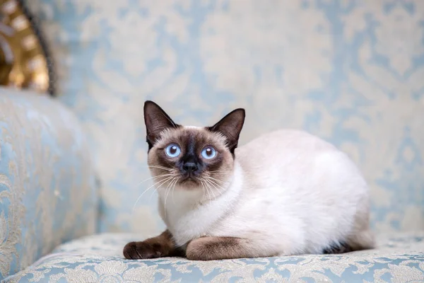 Όμορφη Σπάνια Breed Του Γάτα Θηλυκή Γάτα Κατοικίδιων Ζώων Mekongsky — Φωτογραφία Αρχείου
