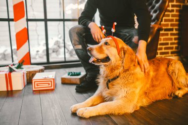 yetişkin köpek bir golden retriever, abrador erkek dişi köpek sahibinin bacaklar yanında yatıyor. Evin yakınındaki bir Noel, Noel dekor ve hediye kutuları penceresiyle ahşap bir zemin üzerinde iç.