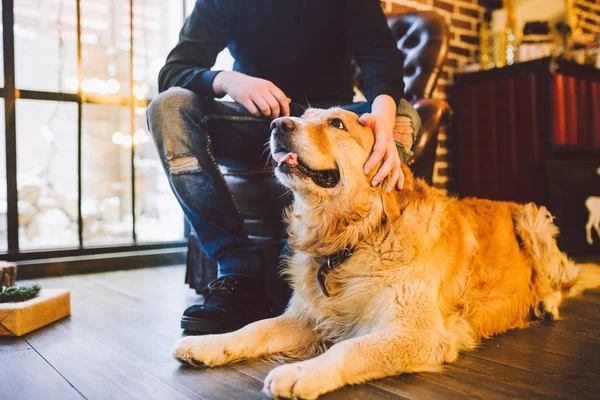 Adult Dog Golden Retriever Abrador Lies Next Owner Legs Male — стоковое фото