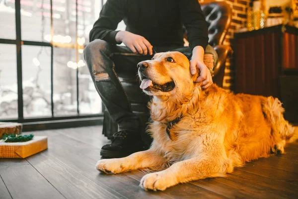 Vuxen Hund Golden Retriever Abrador Ligger Bredvid Ägarens Ben Manliga — Stockfoto