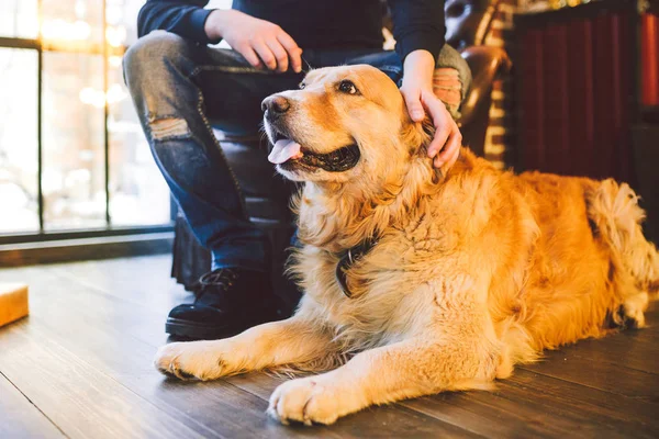 Volwassen Hond Een Golden Retriever Abrador Ligt Naast Eigenaar Van — Stockfoto