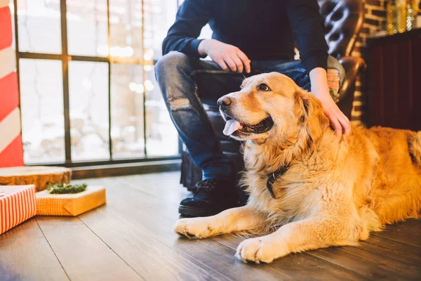 Adult Dog Golden Retriever Abrador Lies Next Owner Legs Male — стоковое фото