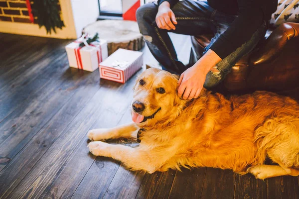 Adult Dog Golden Retriever Abrador Lies Next Owner Legs Male — стоковое фото