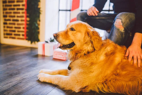 Adult Dog Golden Retriever Abrador Lies Next Owner Legs Male — стоковое фото