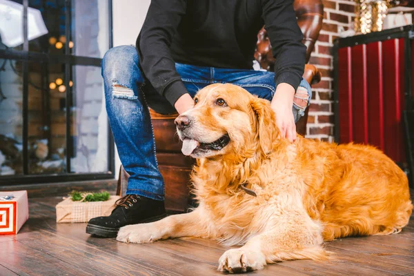 Câine Adult Retriever Aur Abrador Află Lângă Picioarele Proprietarului Unui — Fotografie, imagine de stoc