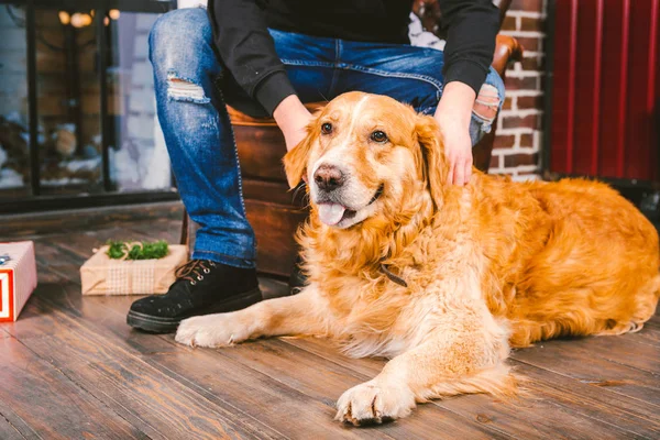 Vuxen Hund Golden Retriever Abrador Ligger Bredvid Ägarens Ben Manliga — Stockfoto