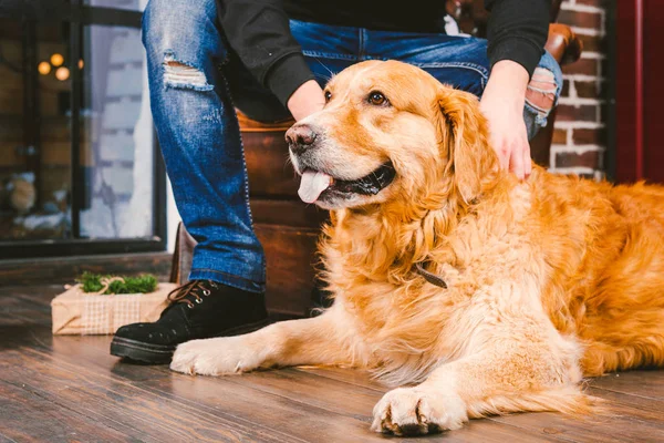 Ενήλικος Σκύλοs Έναs Χρυσόs Retriever Abrador Βρίσκεται Δίπλα Στα Πόδια — Φωτογραφία Αρχείου