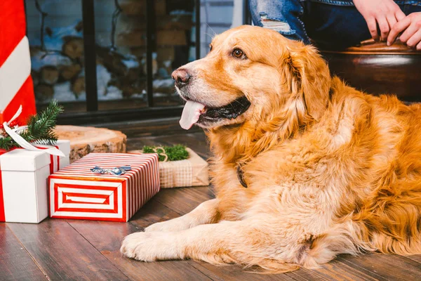 Adult Dog Golden Retriever Abrador Lies Next Owner Legs Male — стоковое фото