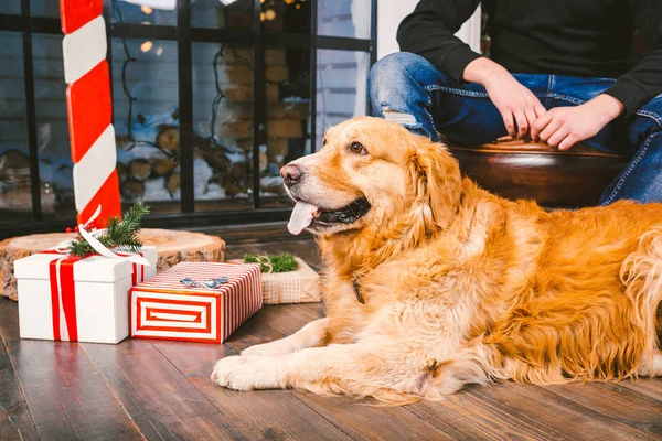 Adult Dog Golden Retriever Abrador Lies Next Owner Legs Male — стоковое фото