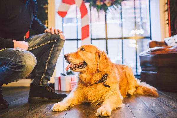 Vänskapen Mellan Människa Och Hund Sällskapsdjur Golden Retriever Rasen Labrador — Stockfoto