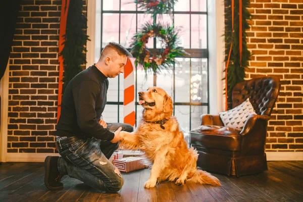Friendship of man and dog. Pet golden retriever breed labrador shaggy dog. A man trains, teaches a dog to give a paw, to execute commands at home on Christmas.