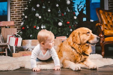 Arkadaşlık adam çocuk ve köpek evde beslenen hayvan. Tema Noel yeni yıl kış tatili. Bebek Çocuk yerde dekore edilmiş ağaç ve en iyi arkadaş köpek ırkı Golden Labrador Retriever.