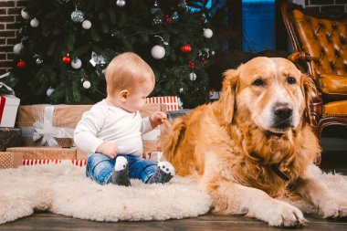 Arkadaşlık adam çocuk ve köpek evde beslenen hayvan. Tema Noel yeni yıl kış tatili. Bebek Çocuk yerde dekore edilmiş ağaç ve en iyi arkadaş köpek ırkı Golden Labrador Retriever.