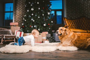 Arkadaşlık adam çocuk ve köpek evde beslenen hayvan. Tema Noel yeni yıl kış tatili. Bebek Çocuk yerde dekore edilmiş ağaç ve en iyi arkadaş köpek ırkı Golden Labrador Retriever.