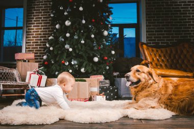 Arkadaşlık adam çocuk ve köpek evde beslenen hayvan. Tema Noel yeni yıl kış tatili. Bebek Çocuk yerde dekore edilmiş ağaç ve en iyi arkadaş köpek ırkı Golden Labrador Retriever.