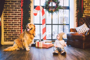 Arkadaşlık adam çocuk ve köpek evde beslenen hayvan. Tema Noel yeni yıl kış tatili. Bebek Çocuk kaynıyor yürüyüş ahşap zemin dekore edilmiş iç evi ve en iyi arkadaş köpek ırkı golden Labrador geri almak öğrenir.