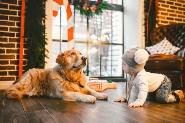 Arkadaşlık adam çocuk ve köpek evde beslenen hayvan. Tema Noel yeni yıl kış tatili. Bebek Çocuk kaynıyor yürüyüş ahşap zemin dekore edilmiş iç evi ve en iyi arkadaş köpek ırkı golden Labrador geri almak öğrenir.