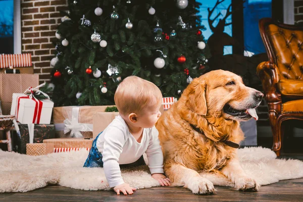 Arkadaşlık adam çocuk ve köpek evde beslenen hayvan. Tema Noel yeni yıl kış tatili. Bebek Çocuk yerde dekore edilmiş ağaç ve en iyi arkadaş köpek ırkı Golden Labrador Retriever.