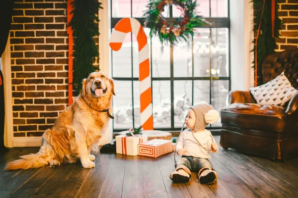 Friendship man child and dog pet. Theme Christmas New Year Winter Holidays. Baby boy crawling learns walk wooden floor decorated interior of house and best friend dog breed Labrador golden retriever.
