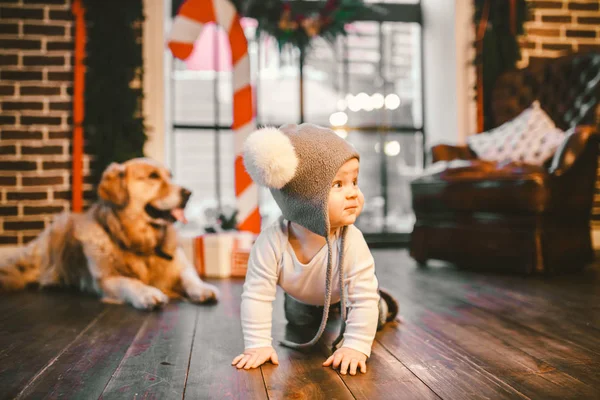 Friendship man child and dog pet. Theme Christmas New Year Winter Holidays. Baby boy crawling learns walk wooden floor decorated interior of house and best friend dog breed Labrador golden retriever.