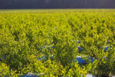 Alan yaban mersini, mavi gökyüzü karşı gelecek çilek Bush'larda. Çiftlik çilek ile. Ukrayna.