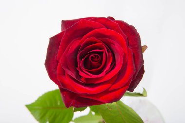 Kırmızı gül çiçek rozet yaprakları üzerinde beyaz izole ile. Üstten görünüm.