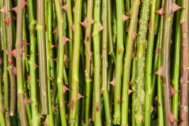 kök dikenler arka plan ile Gül Bush.