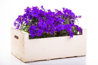 A large number of purple daisies in a box, a large wooden box on a white isolate background clipart