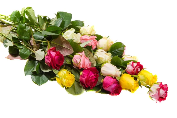 Kytici Mnoha Čerstvých Růží Dvou Barev Izolovaných Bílém Pozadí — Stock fotografie
