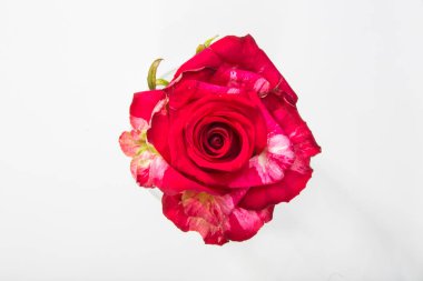 Bir kaplan çizgili kırmızı gül yakın çekim, tüm makro bud görünümünden beyaz ayrı tut moduyla arka planda.