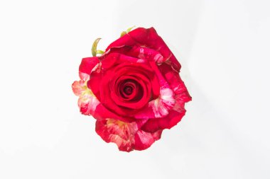 Bir kaplan çizgili kırmızı gül yakın çekim, tüm makro bud görünümünden beyaz ayrı tut moduyla arka planda.