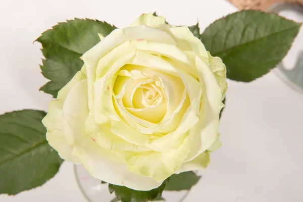 Bílá Růže Izolované Bílém Pozadí — Stock fotografie