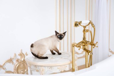 Lüks ve zenginlik temasıdır. Bir kedi bir retro banyo iç Barocoo Versailles Sarayı'nın Mekong Bobtail doğurmak bir kuyruk olmadan. Mücevher takı boyun.