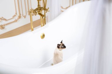 Lüks ve zenginlik temasıdır. Bir kedi bir retro banyo iç Barocoo Versailles Sarayı'nın Mekong Bobtail doğurmak bir kuyruk olmadan. Mücevher takı boyun.