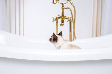 Lüks ve zenginlik temasıdır. Bir kedi bir retro banyo iç Barocoo Versailles Sarayı'nın Mekong Bobtail doğurmak bir kuyruk olmadan. Mücevher takı boyun.