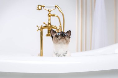 Lüks ve zenginlik temasıdır. Bir kedi bir retro banyo iç Barocoo Versailles Sarayı'nın Mekong Bobtail doğurmak bir kuyruk olmadan. Mücevher takı boyun.