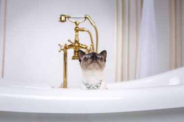 Lüks ve zenginlik temasıdır. Bir kedi bir retro banyo iç Barocoo Versailles Sarayı'nın Mekong Bobtail doğurmak bir kuyruk olmadan. Mücevher takı boyun.